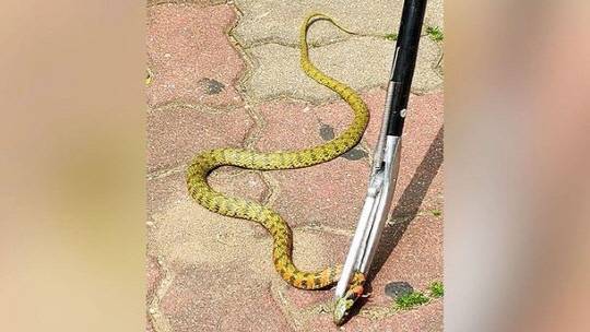 서울 아파트 단지에 독사가 나타났다. [사진출처  = 경향신문, 독자제보]