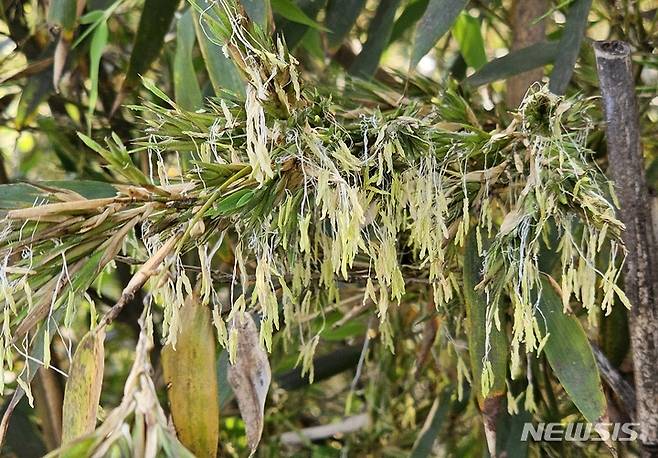 [증평=뉴시스] 강신욱 기자 = 16일 충북 증평군 증평읍 연탄리 전통사찰 보타사 경내에 심어진 대나무에서 꽃이 피어 상서로움을 주고 있다. 대나무는 꽃이 잘 피지 않아 100년에 한 번 핀다고 할 정도다. 2023.05.16. ksw64@newsis.com