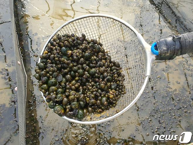 충북 괴산군이 다음 달 14일까지 친환경 벼 재배 농가 269곳을 대상으로 제초용 우렁이 13.7톤을 공급한다.(괴산군 제공)/뉴스1