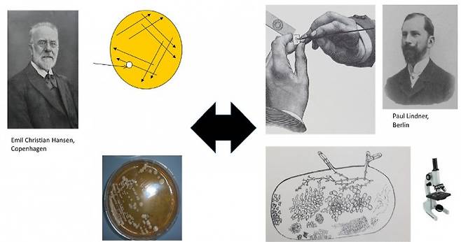 19세기 후반 두 미생물학자가 서로 다른 방법을 개발해 라거효모을 분리하는 데 성공했다. 칼스버거 연구소의 에밀 한센은 고체 배지에 효모 시료를 문질러 콜로니를 배양하는 방법으로 1883년 라거효모 균주를 처음 분리하는 데 성공했다(왼쪽). 베를린농대의 폴 린드너는 유리 슬라이드에 작은 맥주 방울을 올려놓고 현미경으로 관찰해 단세포를 옮기는 방식으로 분리해 1888년 라거효모가 두 타입이 있다는 사실을 발견했다. FEMS 효모 연구 제공