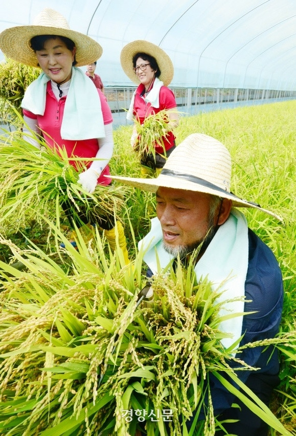 벼 수확 장면. 경향신문DB