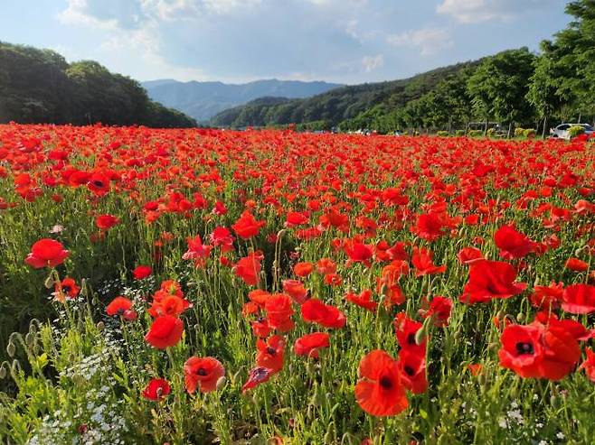 열정의 청춘, '생각'보다 '느낌'을 나누는 경우가 많을 것이다. 함양 양귀비꽃 군락. 사진=임송 