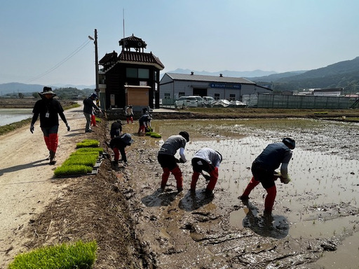 포천시농업기술센터가 포천시 영북면 자일리 벼 병해충 예찰포에서 모내기를 하고 있다. 포천시 제공