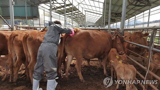 "구제역 백신 접종 중" [연합뉴스 자료]