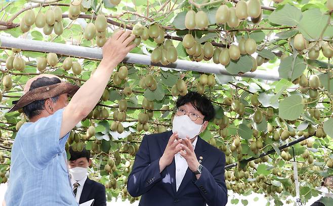 [서울=뉴시스] 조성우 기자 = 조재호 농촌진흥청장이 27일 제주도 제주시 조천읍에 위치한 키위농가를 방문해 농장주와 이야기를 나누고 있다. (사진=농촌진흥청 제공) 2022.06.27. photo@newsis.com *재판매 및 DB 금지