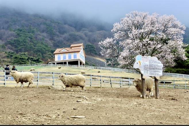 전남 화순 무등산양떼목장. 사진제공|한국관광공사