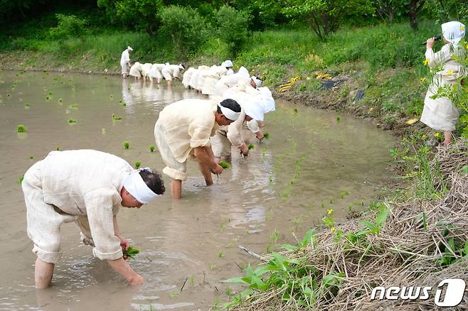 19일 충북 영동군 설계리 농요보존회가 논에서 충북무형문화재 6호인 설계리 농요 공개행사를 하고 있다. (영동군 제공)