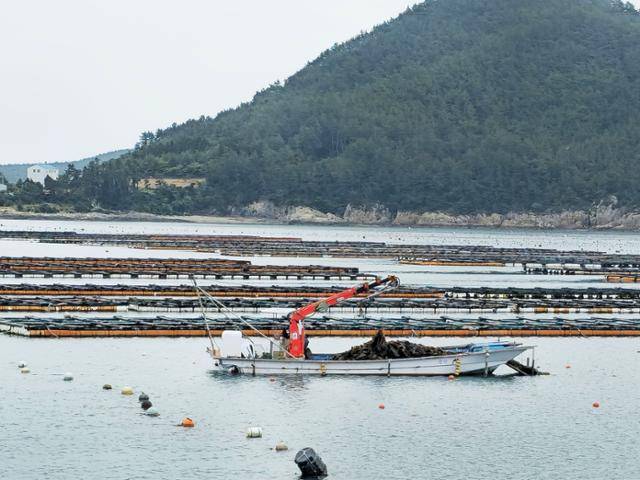 전남 완도군 생일도와 동쪽 평일도 사이 바다에서 완도 특산품인 다시마 수확이 한창이다. 완도=정광진 기자