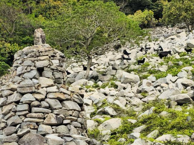 전남 완도군 생일도 남쪽 너덜겅에 쌓인 생일케이크 돌탑 뒤로 야생 염소들이 바위틈에 난 풀을 뜯고 있다. 완도=정광진 기자