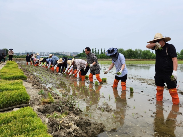 서울 강서농협이 주관한 모내기 행사에서 참가자들이 육묘를 논에 옮겨 심으며 구슬땀을 흘리고 있다.