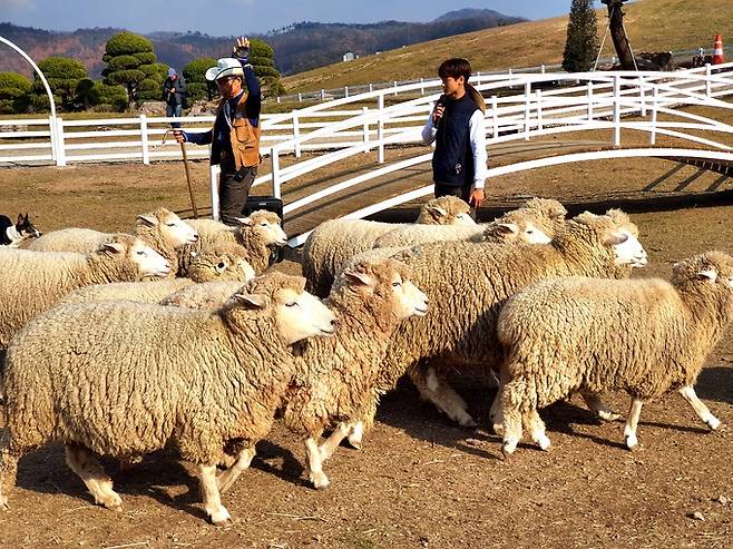 증평 벨포레목장.