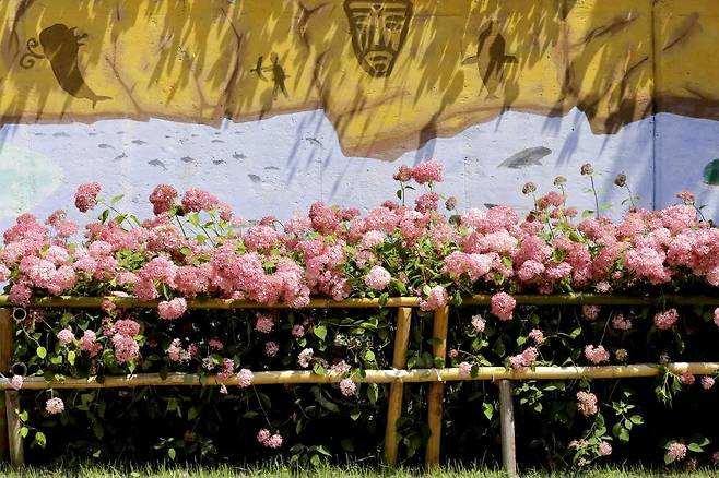 장생포 고래문화마을엔 오는 6월 초부터 수국이 피기시작해 그달 9일부터 축제가 열린다.