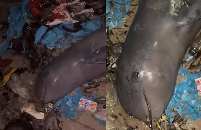 [서울=뉴시스] (캡처=카르마가와 인스타그램) *재판매 및 DB 금지 *재판매 및 DB 금지