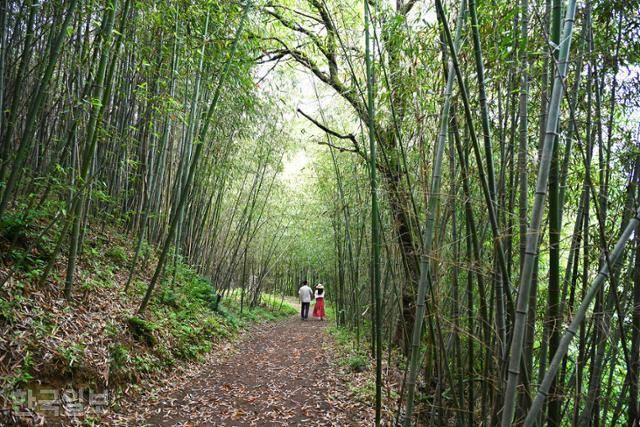 대나무가 오솔길을 이룬 솔티옛길.