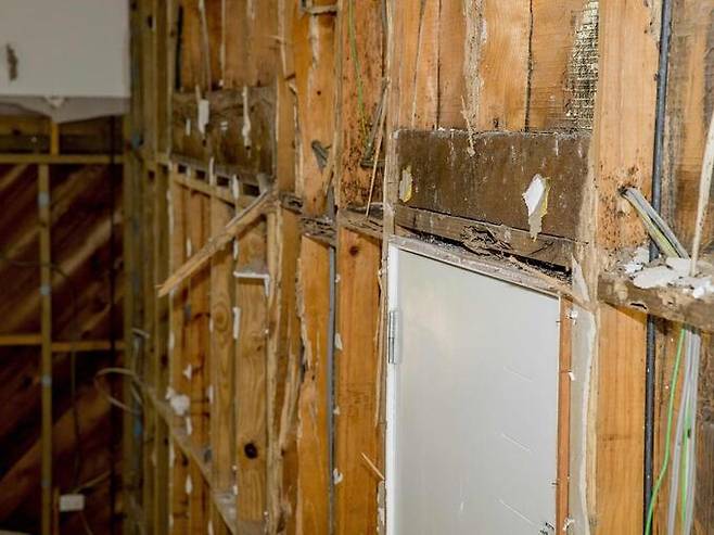 흰개미가 갉아먹어 파괴된 가정집 내벽. 오스트리아뉴스닷컴 제공