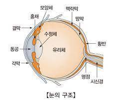 눈의 구조 [출처: 서울아산병원]