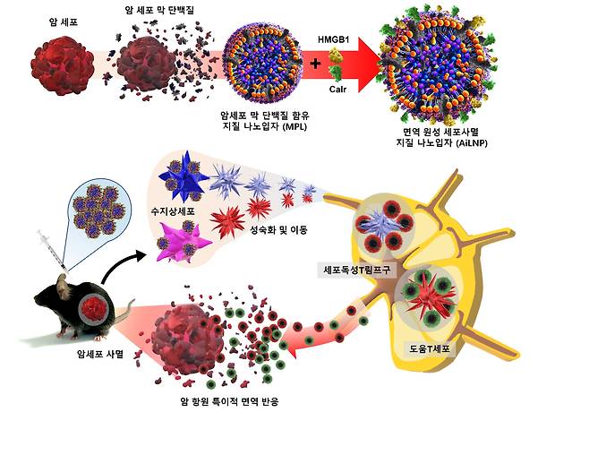 인공 면역원성 세포 사멸 지질 나노입자(AiLNP)를 이용한 암 면역 치료의 모식도. /한국연구재단