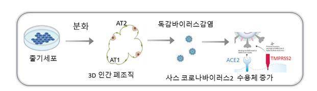 [세종=뉴시스] 질병관리청 국립보건연구원은 줄기세포로 만든 3D 인간 폐조직 '오가노이드'를 이용해 코로나19와 독감에 동시에 걸릴 경우 폐 손상이 심해지는 과정을 실험한 결과 두 바이러스가 수용체를 상호 증가시키는 것으로 나타났다. (자료=국립보건연구원 제공) 2023.05.25. photo@newsis.com *재판매 및 DB 금지