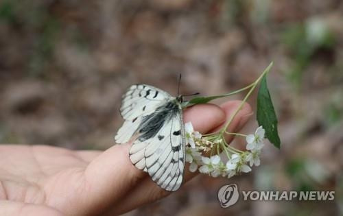 지난해 영동에 방사된 붉은점모시나비 [연합뉴스 자료사진]