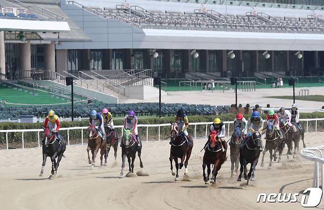 (제주=뉴스1) 강승남 기자 = 제주지역 경주마 생산농가에서 산발적으로 말들이 닭처럼 한쪽 다리를 굽히는 질환이 발생해 실태조사가 이뤄진다. 과천 렛츠런파크에서 무관중으로 경마가 진행되고 있다. ⓒ News1
