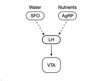 물과 영양분의 흡수가 서로 다른 통로를 통해 도파민 신경세포에 영향을 주는 모식도