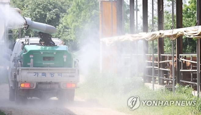 '구제역을 막아라' [연합뉴스 자료 사진]