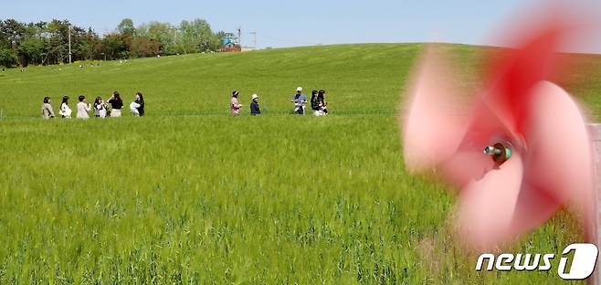 전북 고창군 공음면 학원농장을 찾은 관광객들이 넓게 펼쳐진 청보리밭 사이를 거닐고 있다. /뉴스1 ⓒ News1 유경석 기자