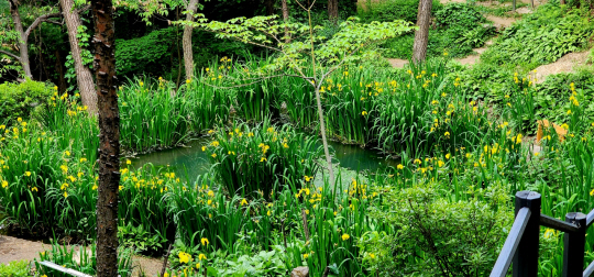 서울 서대문구 안산읜 생태연못을 온통 뒤덮은 노랑꽃창포. 5월26일 촬영