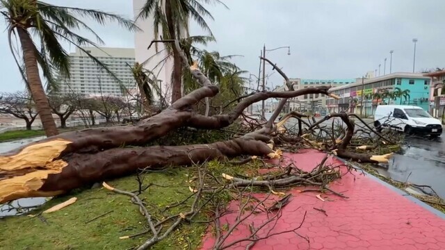 25일(현지시각) 나무들이 태풍 마와르 강풍에 꺾여 거리에 쓰러져 있다. AFP 연합뉴스