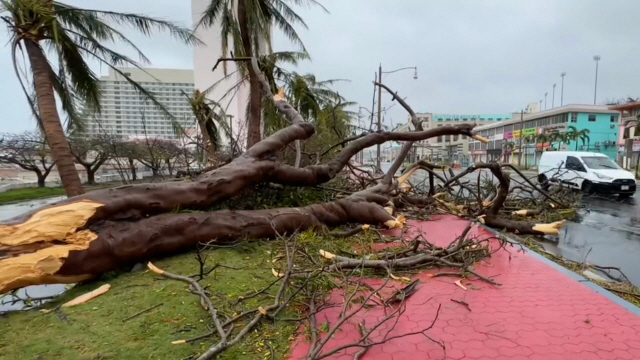▲ 슈퍼 태풍’ 마와르가 태평양의 미국령 괌을 강타한 25일(현지시간) 나무들이 강풍에 꺾여 거리에 쓰러져 있다. 연합뉴스