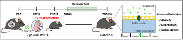 미세플라스틱이 쥐의 신경발달에 미치는 영향. 부산대 제공
