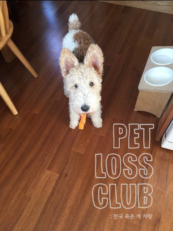 ‘펫로스 클럽’에서 죽은 반려동물의 사연을 읽고 사진을 보여주는 동안 참여자들은 채팅창에서 서로 응원하고 칭찬하고 함께 슬퍼하며 위로하고 위로받는 시간을 갖는다. ⓒ정우열 제공