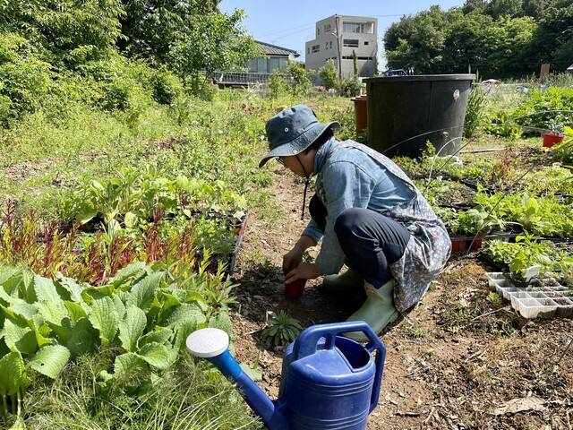 토마티요 모종을 들고 놀러 갔더니 빈 화분에 ‘이탈리안 파슬리’를 심어주는 초록손가락의 안성선 도시농부.