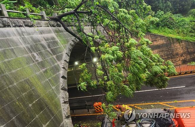 쓰러진 나무 (전주=연합뉴스) 전북 대부분 지역에 호우 특보가 내려진 29일 전주시 진북터널 입구 쪽으로 나무가 쓰러져 제거 작업이 이뤄지고 있다. 2023.5.29 [전북소방본부 제공. 재판매 및 DB금지] jaya@yna.co.kr