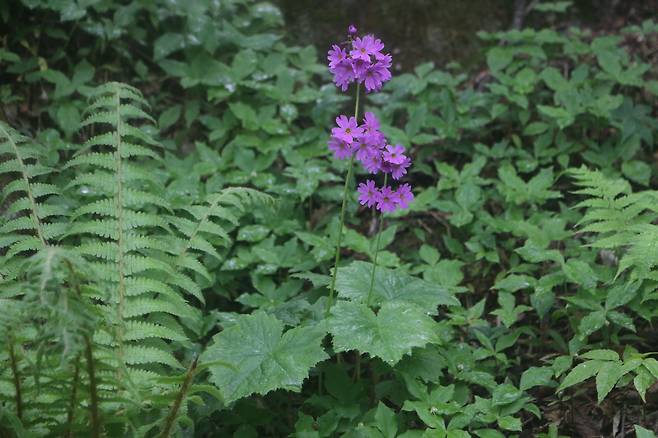 소백산 큰앵초.