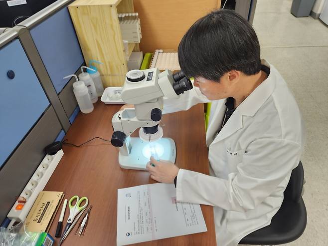 24일 인천 서구 국립생물자원관 환경생물연구팀 연구실에서 박선재 연구관이 현미경을 통해 곤충을 살펴보고 있다(오른쪽 사진).  
최근 갑작스럽게 개체수가 늘거나 외래에서 유입된 곤충들로 인한 시민들의 민원이 늘고 있다. 기후변화, 국제교류 증가, 도심 생태계
 개선 등으로 인해 낯선 곤충의 출현이 더 잦아질 것으로 전망된다. 국립생물자원관 제공