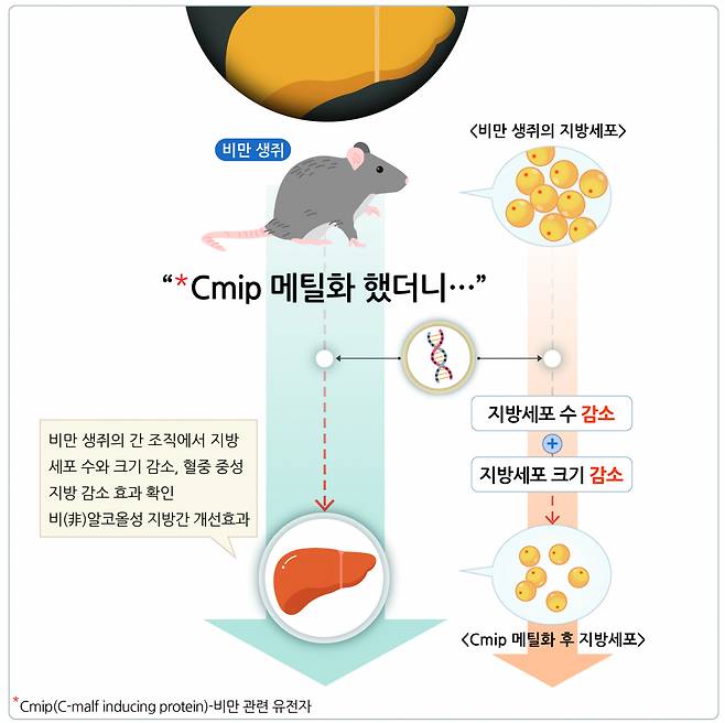 이번 연구성과 모식도.[한국식품연구원 제공]