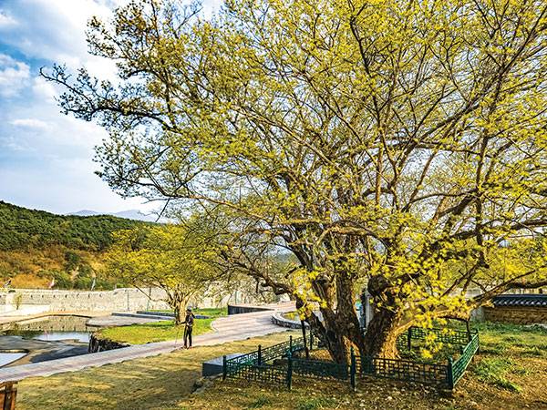 구례 산동면 계척마을의 산수유 시목. 무려 1,000년 전 중국 산둥성에서 가져와 우리나라에 가장 먼저 심은 산수유나무의 시조다.