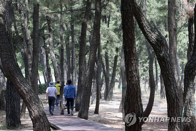 경포 소나무 숲길 [연합뉴스 자료사진]