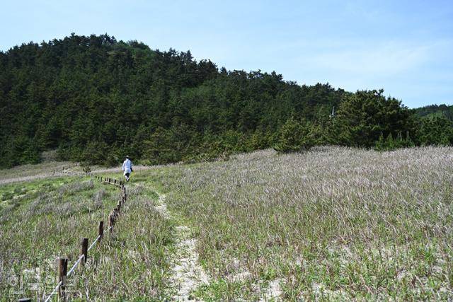 풍성사구 탐방로에 띠풀이 자라고 있다.
