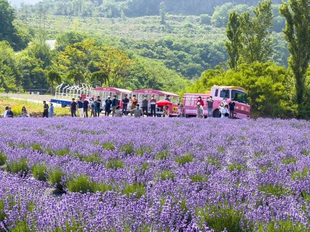 지난해 6월 동해 라벤더 축제를 찾은 관광객들이 축제를 즐기고 있다. 동해시 제공