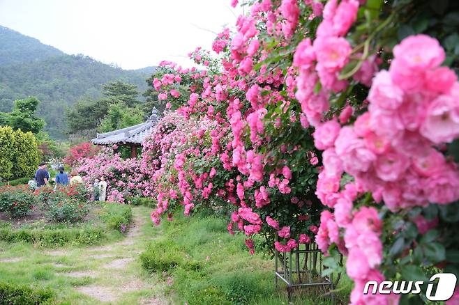 충북 영동 노근리평화공원에 장미꽃이 만개했다. (영동군 제공) /뉴스1