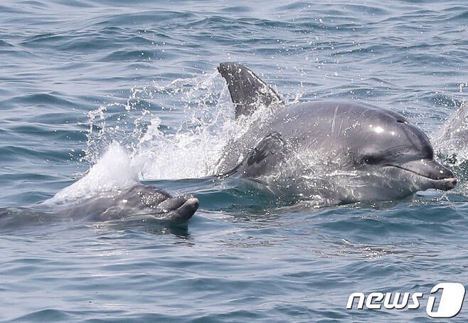 제주 서귀포시 대정읍 연안에서 남방큰돌고래가 유영하고 있다.2019.4.8/뉴스1 ⓒ News1