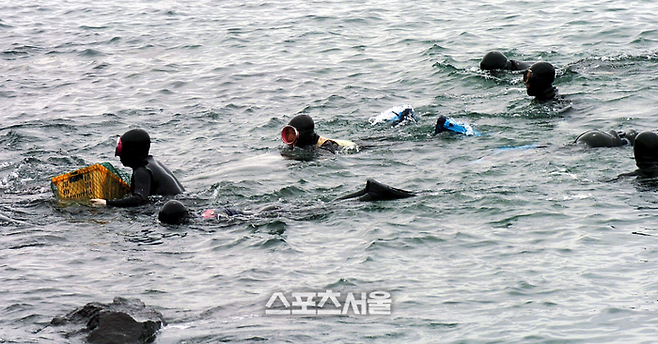 제주 해녀들이 물질을 하고 있다. 스포츠서울DB