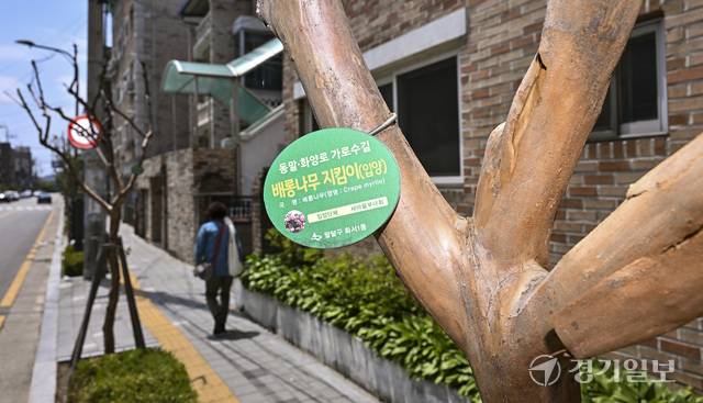 죽어가는 배롱나무. 홍기웅기자