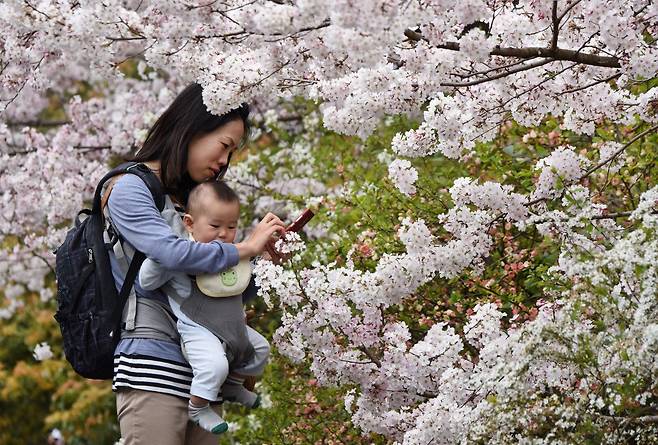 2015년 3월 일본 도쿄에서 한 엄마가 아이를 데리고 활짝 핀 벚꽃을 구경하고 있다./AFPBBNews=뉴스1