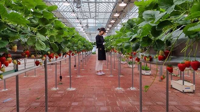 ‘딸기 맥주 협업 개발’로 만들어진 딸기 맥주는 6월 말 정식 발매될 예정이다.ⓒ남양주시