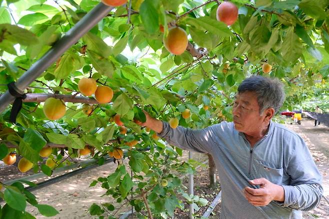 [영동=뉴시스] 안성수 기자 = 2일 영동군 심천면의 한 비닐하우스에서 한차우(65)씨가 신품종 '플럼코트' 수확을 하고 있다. ‘플럼코트’는 자두를 의미하는 플럼(Plum)과 살구를 뜻하는 애프리코트(Apricot)의 합성어로 살구와 자두의 단점을 보완하고 장점을 극대화한 품종이다. 비타민 A, C 다량 함유에 안토시아닌 등 항산화 물질도 다른 과일에 비해 풍부하다. (사진=영동군 제공) 2023.6.2.  photo@newsis.com *재판매 및 DB 금지