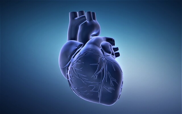 관상동맥은 심장에 혈액을 공급하는 중요한 역할을 한다. 게티이미지뱅크
