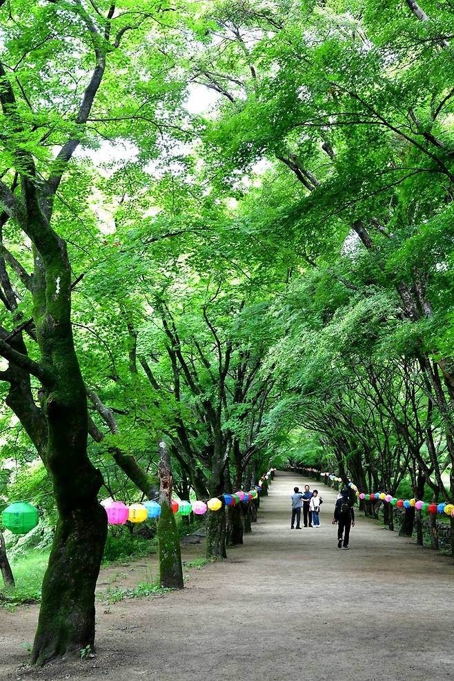 내장사 단풍터널길.